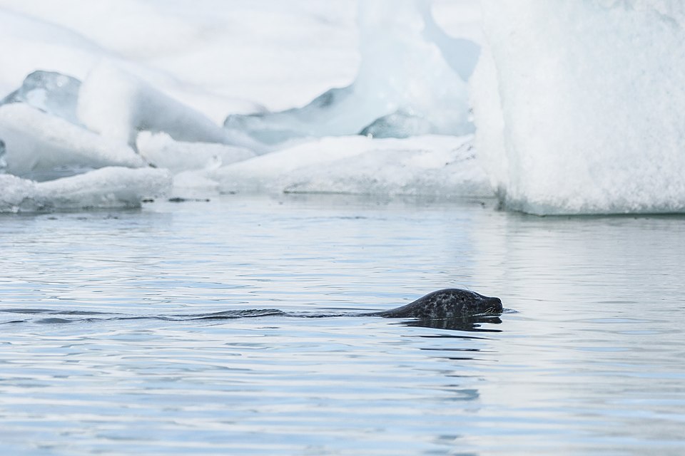 Foca