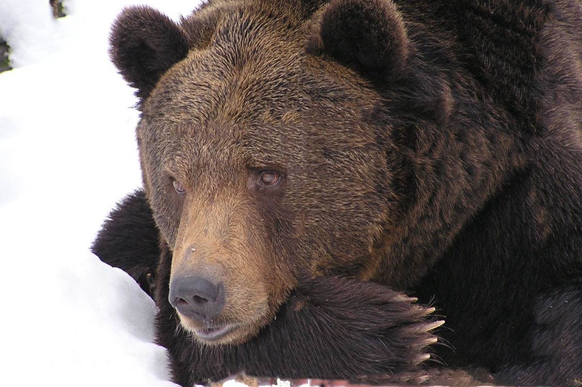 Oso pardo