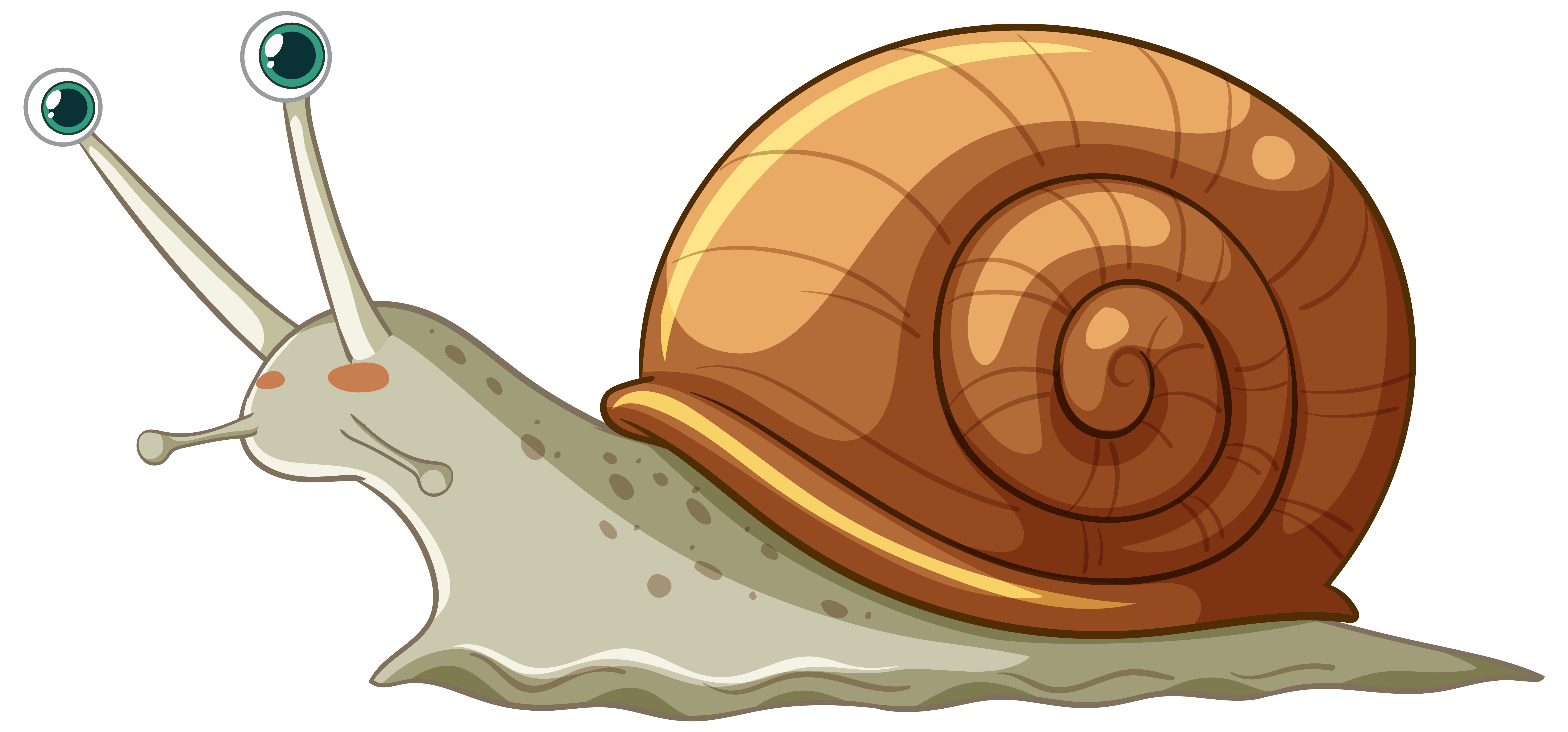 CARACOL