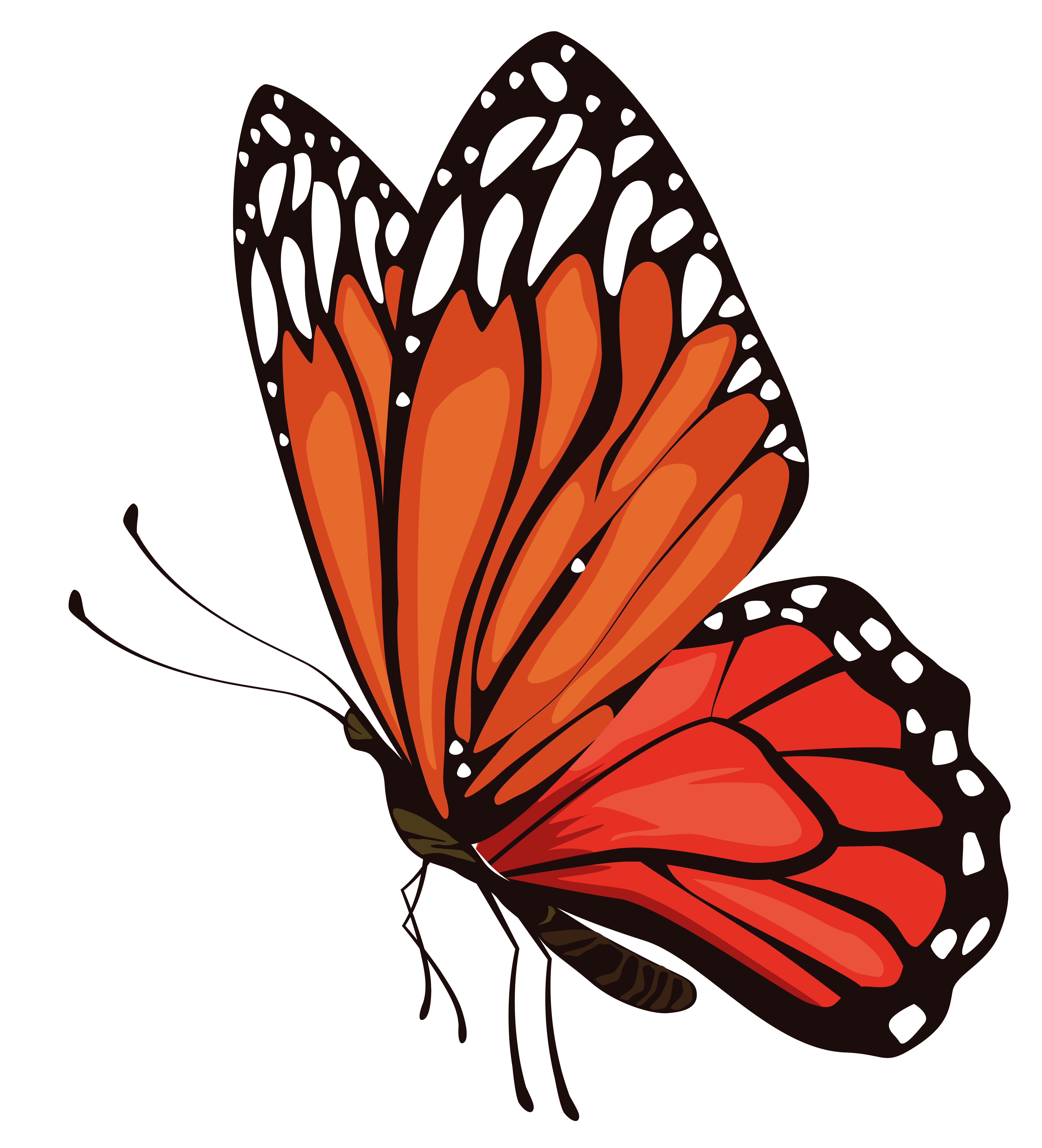 mariposa