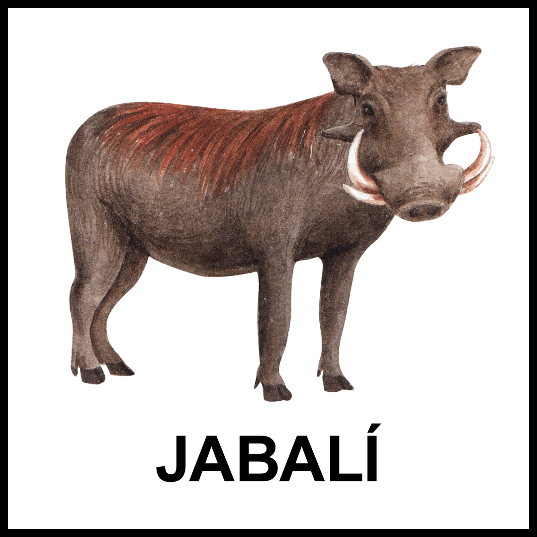 Jabalí marrón con colmillos.