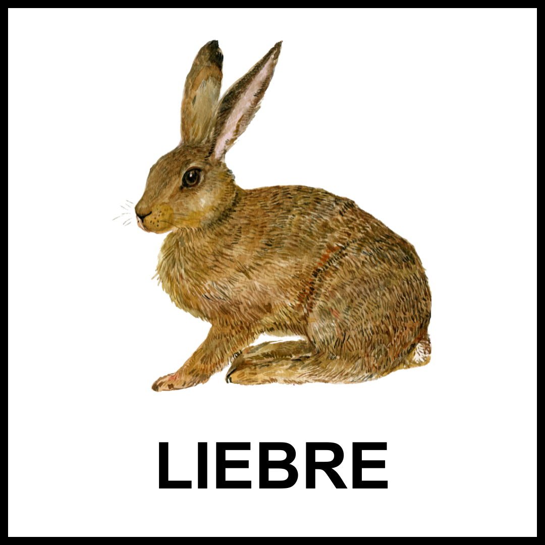 Liebre marrón.