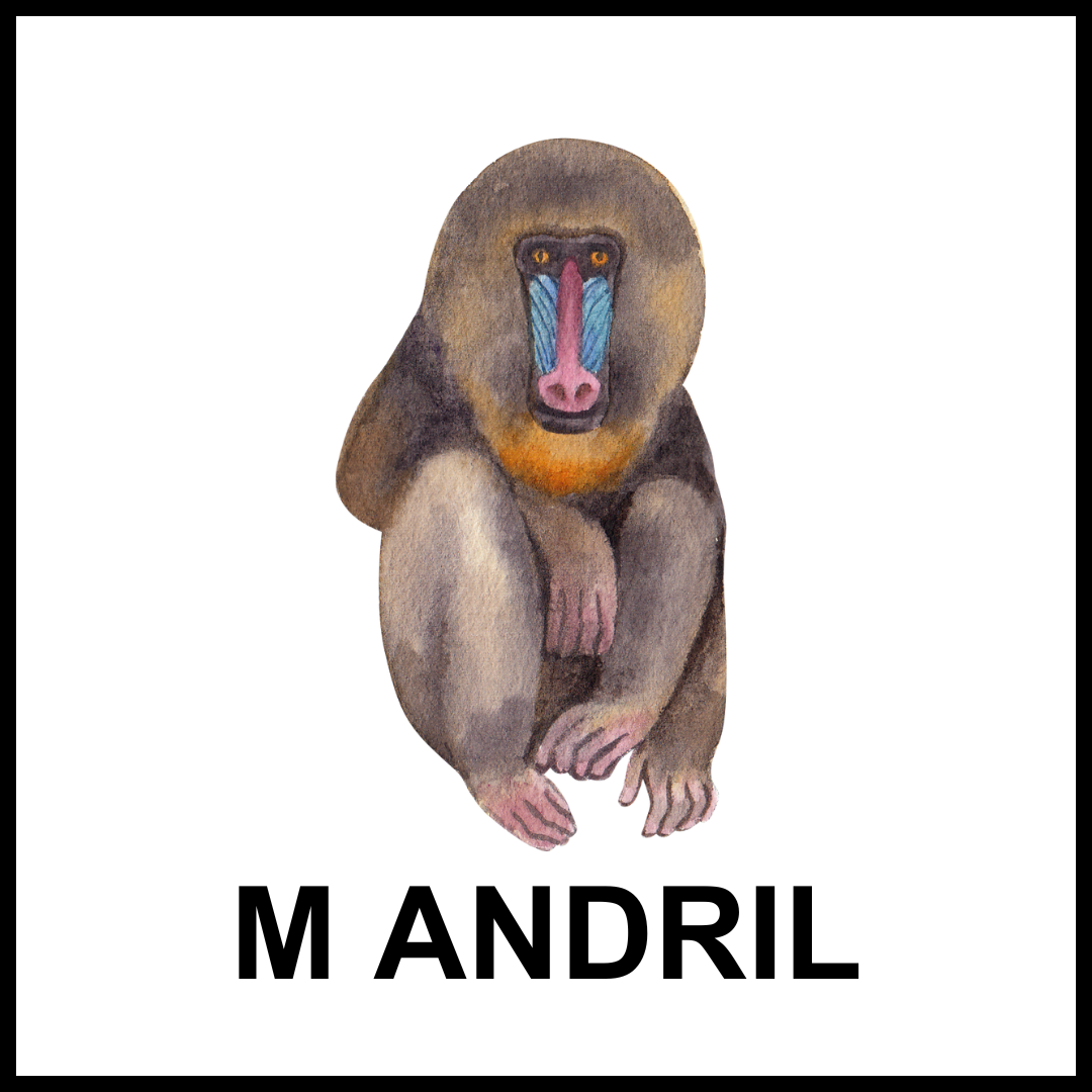 Mandril sentado.