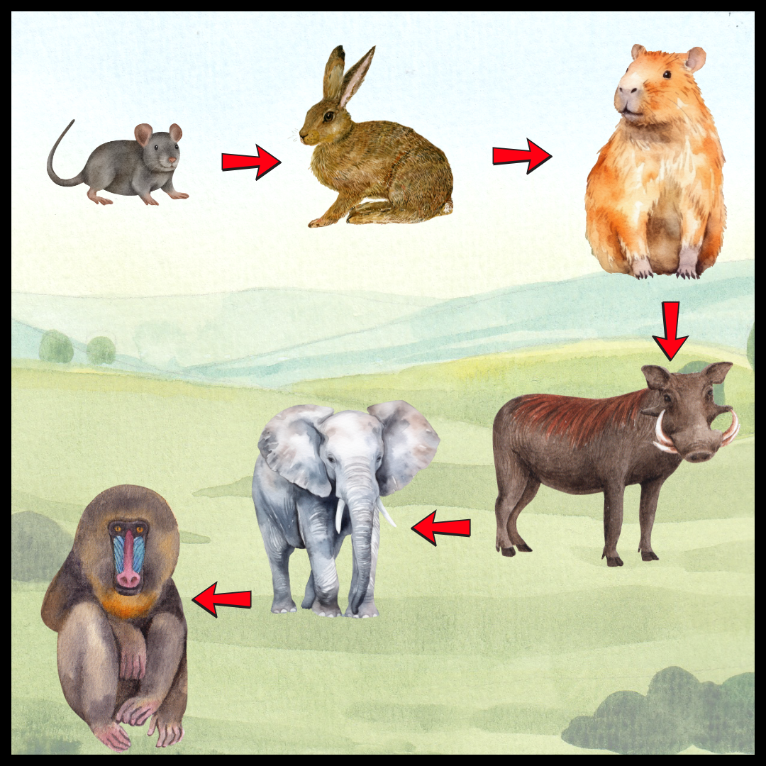 Están todos los animales en que se transofrmó el ratón Diógenes.