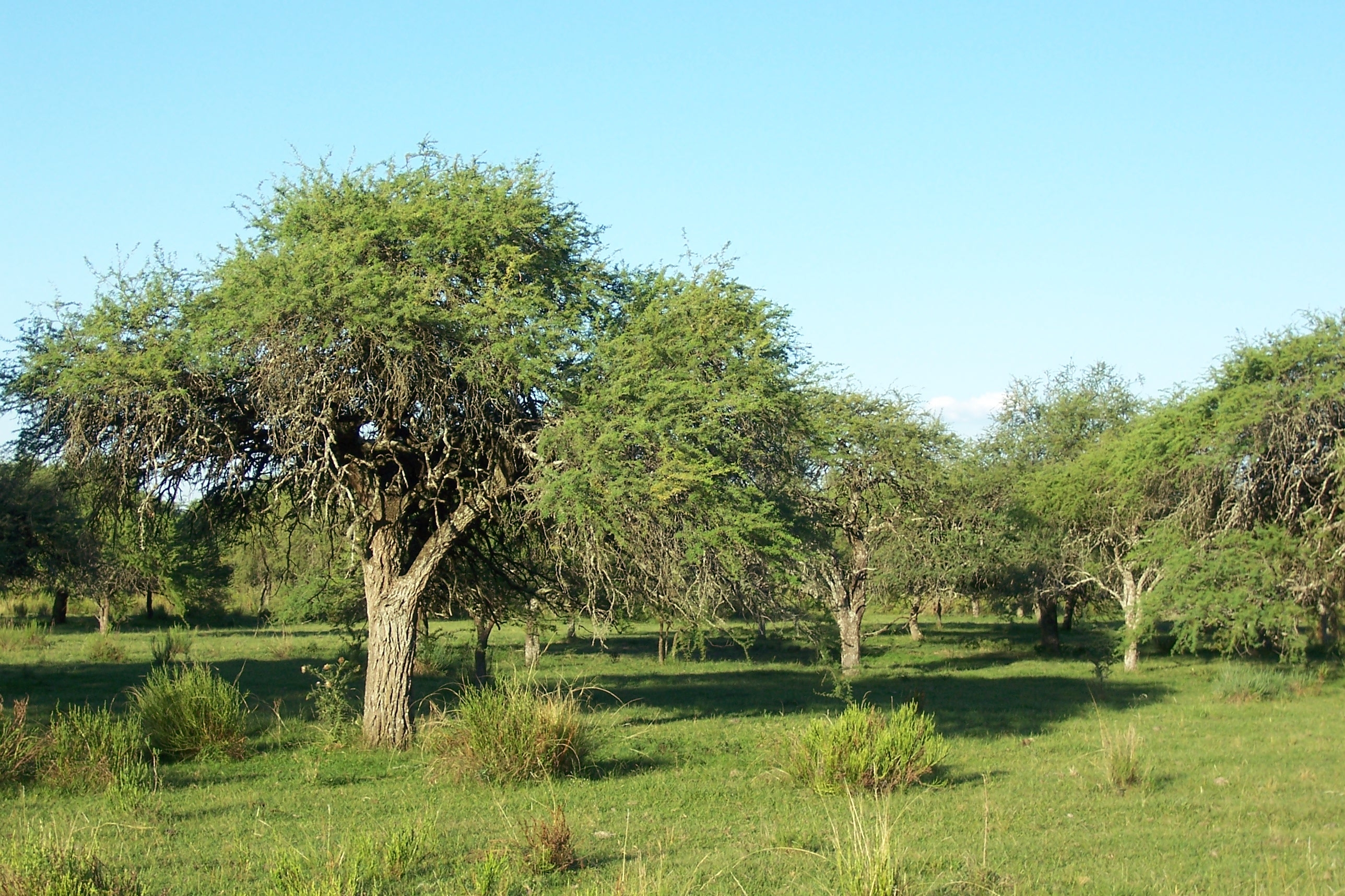 Bosque