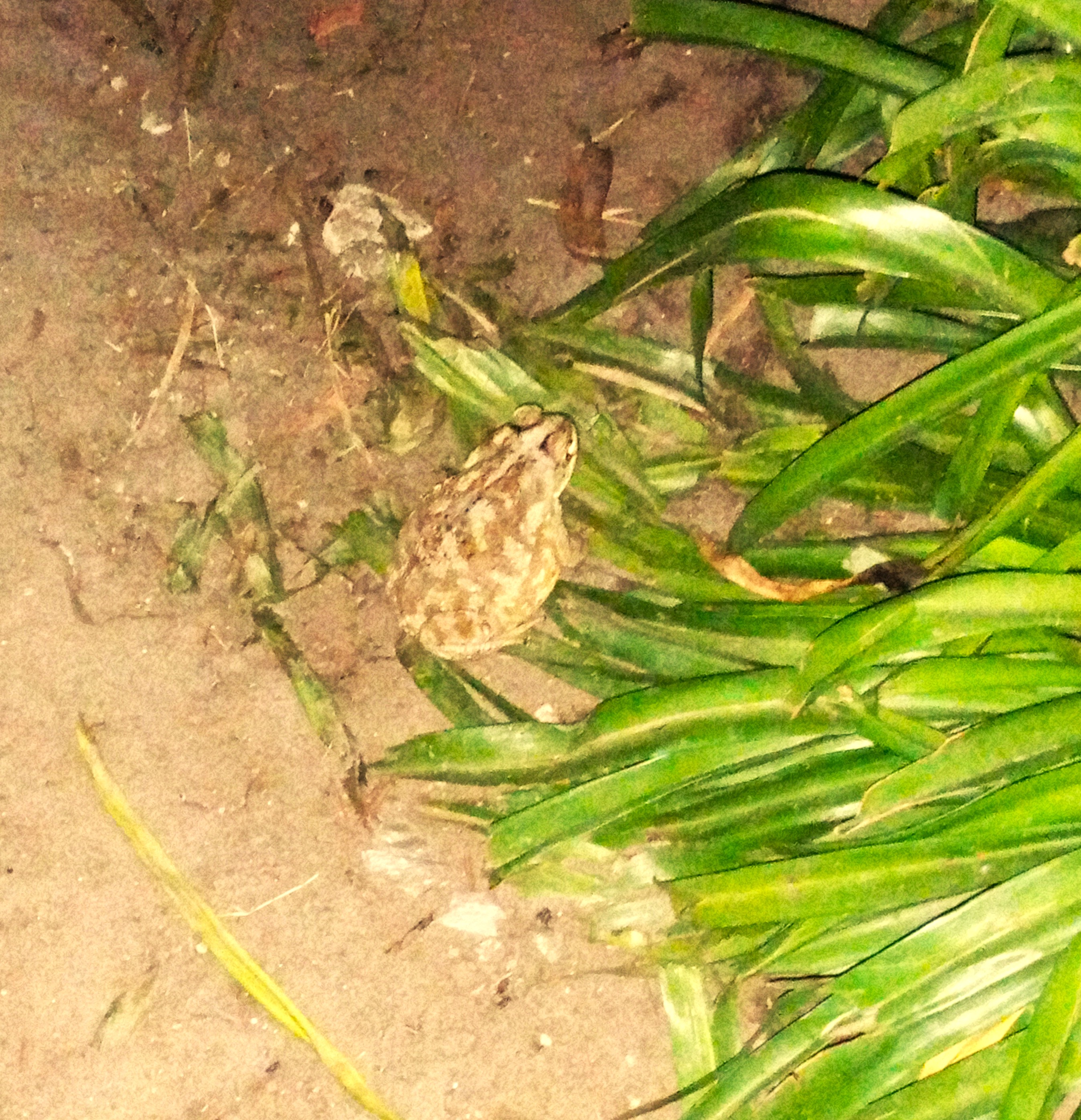 Un sapo en el jardín