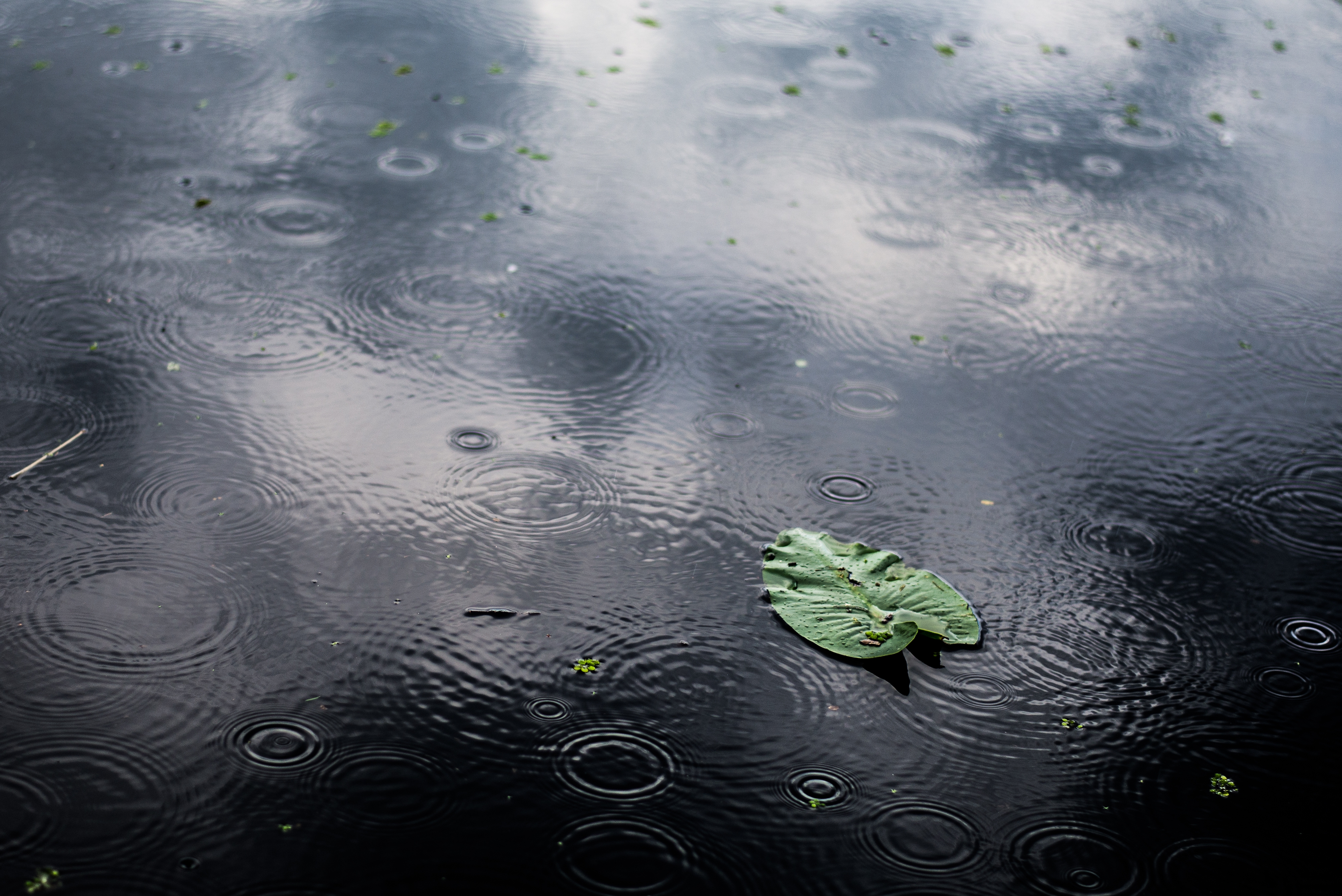 Imagen de lluvia cayendo sobre charcho, con una hoja flotando