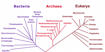Árbol filogenético