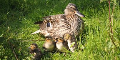 Pata con sus patitos. Imagen libre de derechos de autor, fuente: Pixabay.