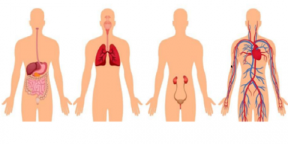 aparatos de la nutrición humana