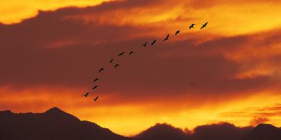 Cielo naranja y aves migrando