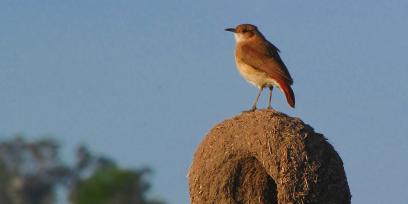 Ejemplar de pájaro hornero posado sobre su nido.