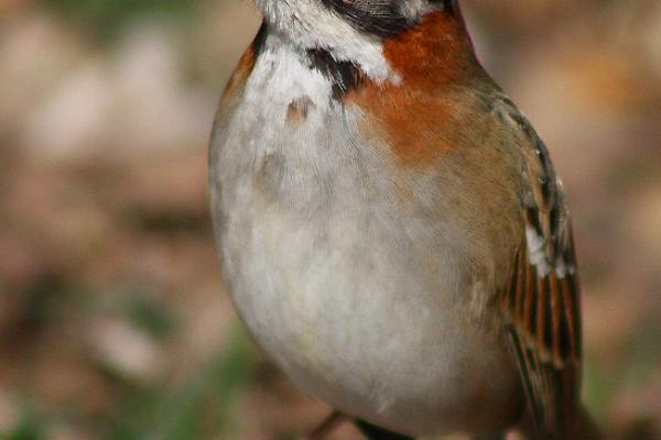 Fotografía de un Chingolo (Zonotrichia capensis)