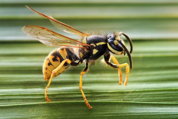 Imagen del insecto Vespula germanica