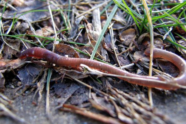 Fotografía de una lombriz de tierra (Lumbricus terrestris)