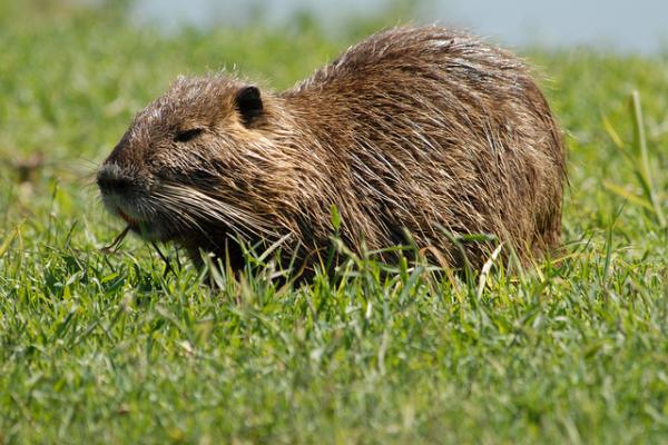 Foto de una nutria en el pasto.