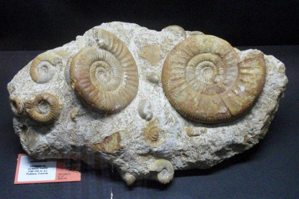 Piedras con animales marinos fosilizados.