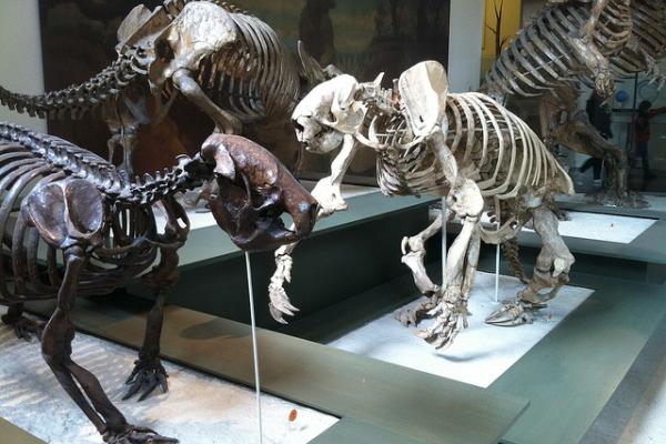 Esqueletos de animales prehistóricos.