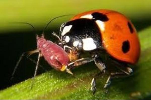 Insecto predador 
