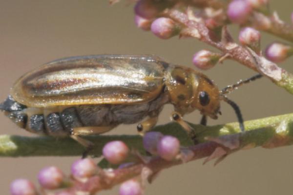 Fotografía del insecto Diorhabda carinulata.