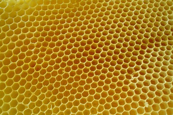 Fotografía de un panal de abejas