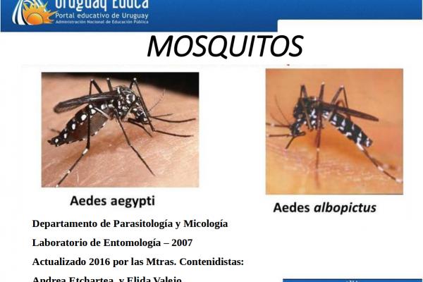 Captura de pantalla de la presentación, mostrando dos fotos del mosquito Aedes Aegypti