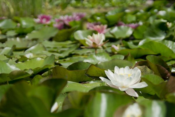 Plantas acuáticas y sus flores