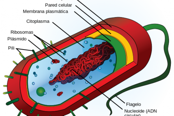 Bacteria