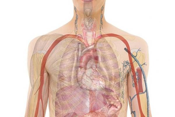 anatomy