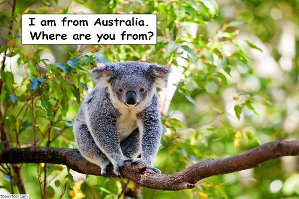 Ejemplo de póster de animales. Muestra un koala.
