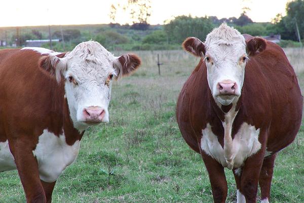 Fotografía de dos vacas mirando a cámara