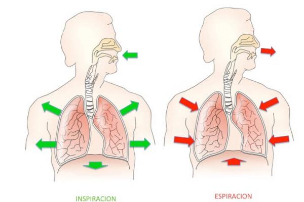 Mecánica respiratoria 