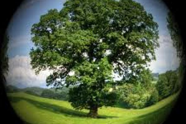 Imagen que muestra un árbol envuelto por una esfera que simboliza el planeta Tierra