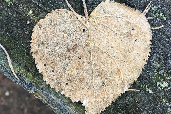 Imagen que muestra una hoja de árbol caída, simbolizando el frio invernal