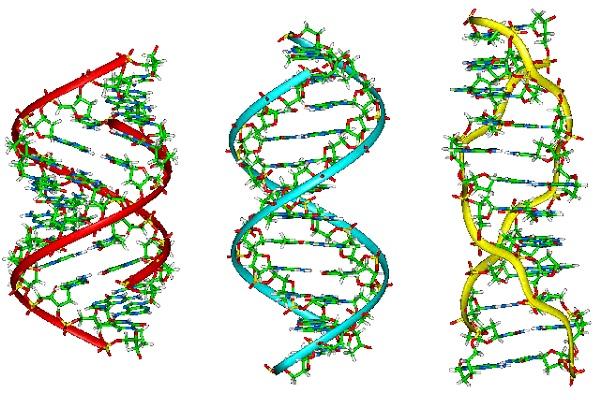 Representación de las variaciones en la estructura de doble hélice del ADN
