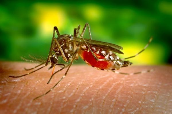 Aedes aegypti alimentándose de sangre