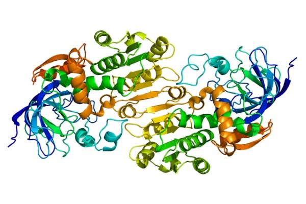 Representación de la estructura 3 D de la enzima