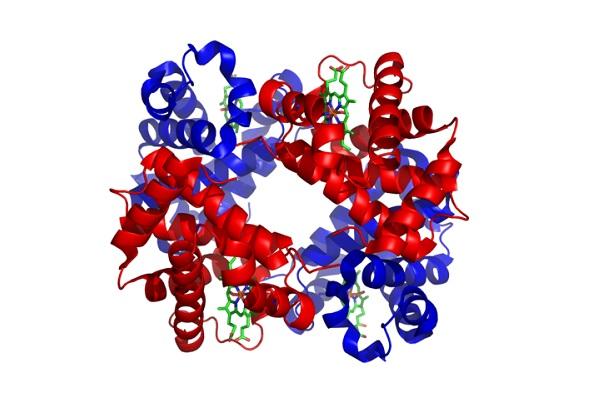 Representación de la estructura 3 D de la hemoglobina