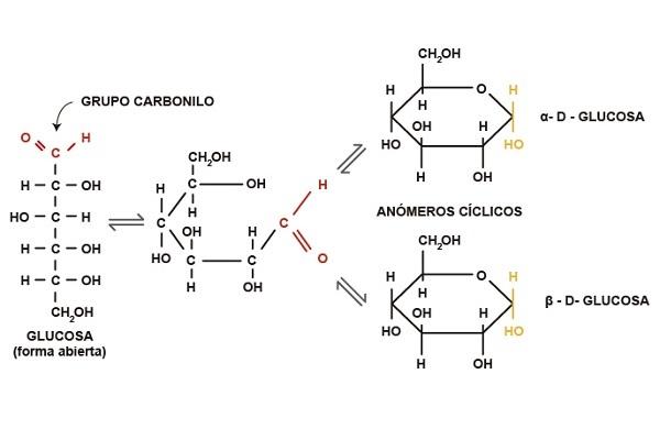 Esquema que representa la ciclación de la glucosa