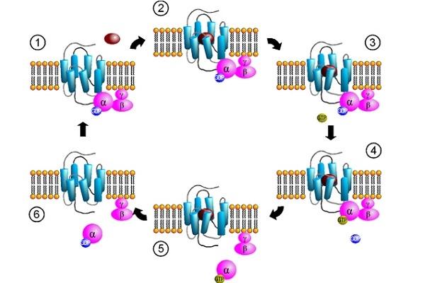 Representación del ciclo de activación de proteínas-G.