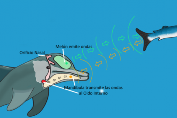 Delfín localizando mediante la reflexión de la onda sonora a un pez que será su cena.