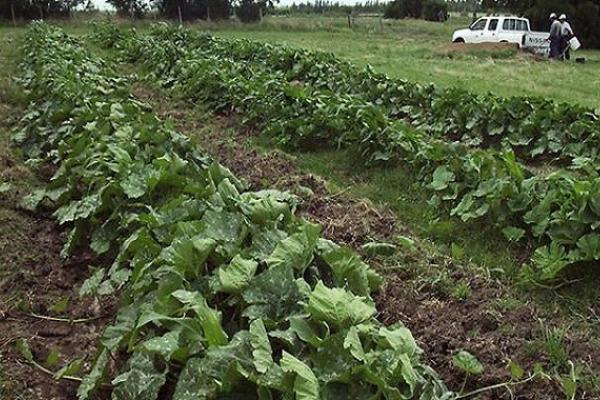 Huerta cultivada