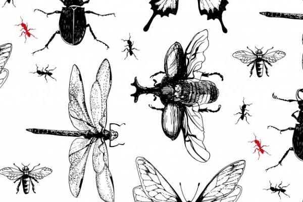 Dibujos lineales de insectos.