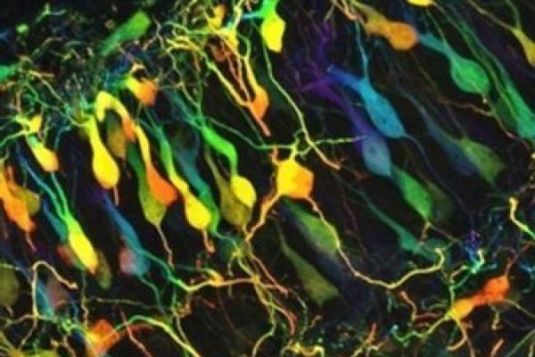 Detalle del afiche convocatoria a evento en Holanda sobre las neurociencias