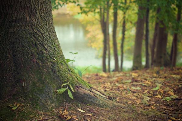 Tronco de árbol y suelo. Imagen de Pixabay, libre de derechos de autor