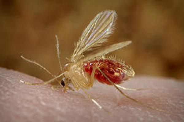 Imagen de una picadura de un insecto.