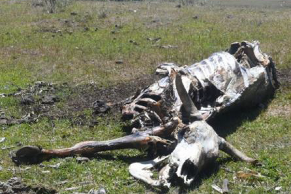 Esqueleto de ganado en un campo.