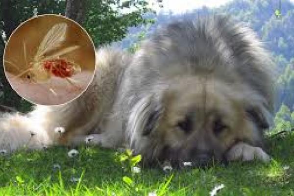 Imagen de un perro y un insecto.