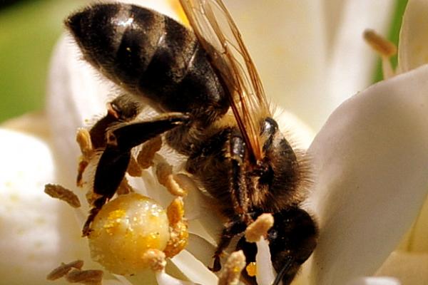 Abeja (Apis mellifera) polinizando una flor de azahar.