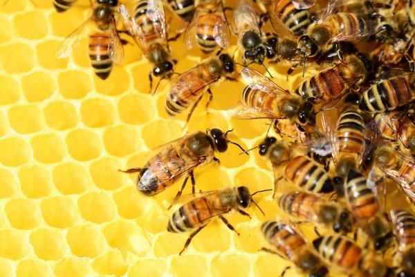 Abejas en panal. Imagen libre de derechos (origen: pixabay)